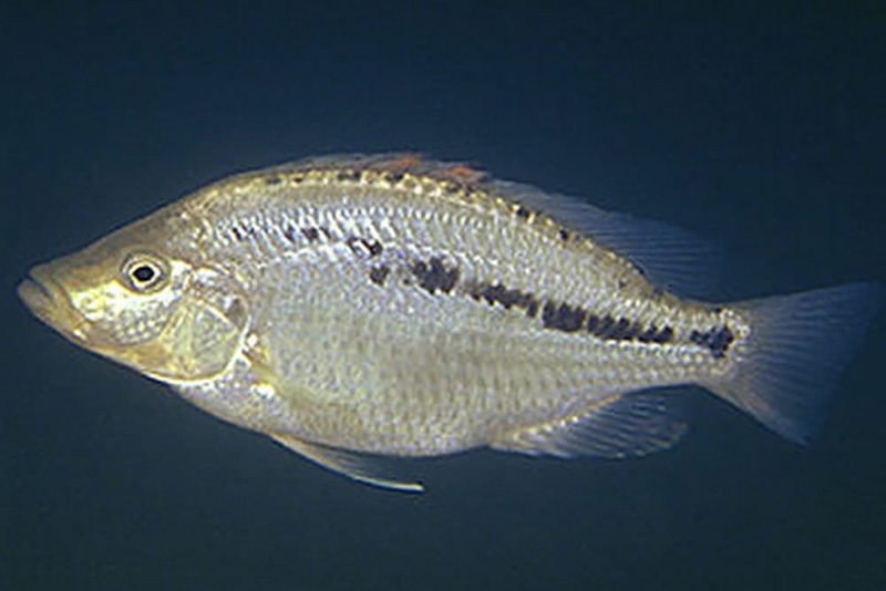 Caprichromis liemi 'Luwala Reef'